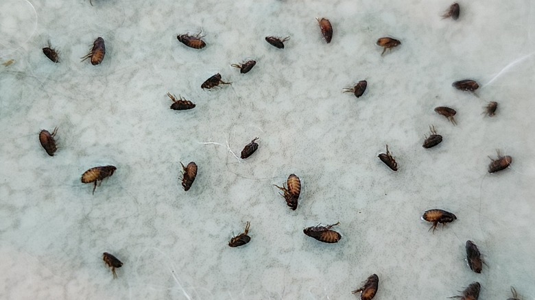 Dead fleas on white carpet