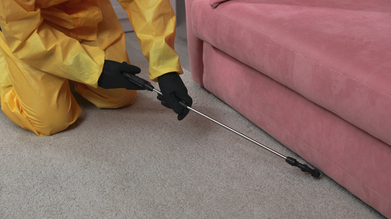 Exterminator spraying under sofa