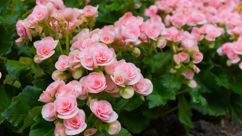 pink begonia flowers with dew