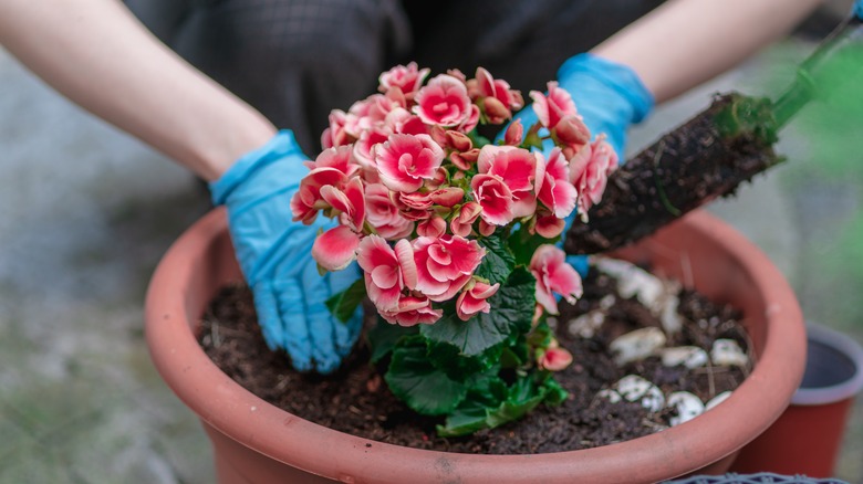 hands planting begonia in pot 