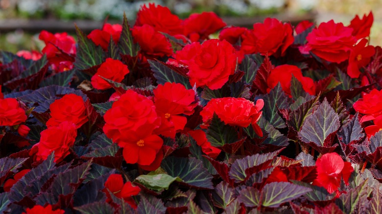 red begonia flowers