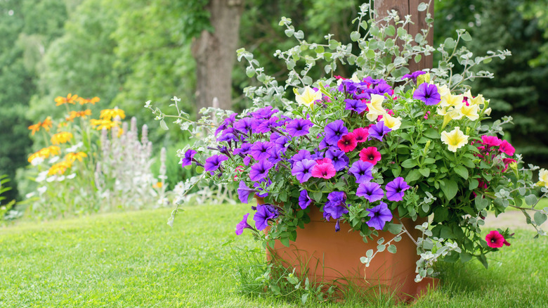 Mixed colors of petunias in planter.