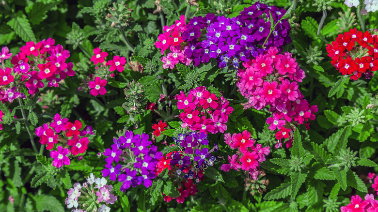 Brightly colored annual verbena.