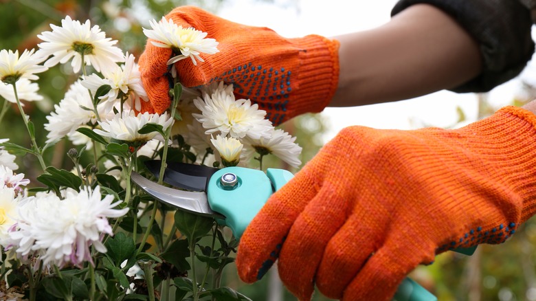 Gardener's hands cutting flowers