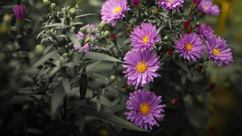 Purple fall aster blooms