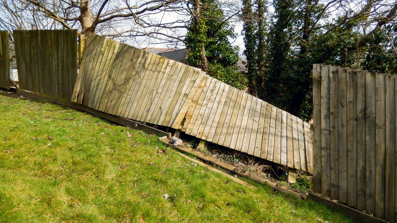 Section of a wooden privacy fence damaged from wind