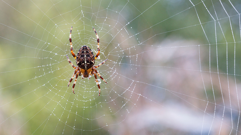 Cross orb weaver spider