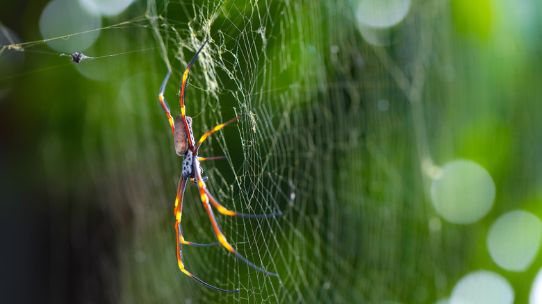 Golden silk orb weaver 