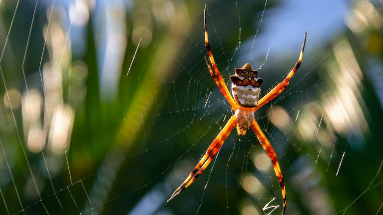 Silver garden orb weaver