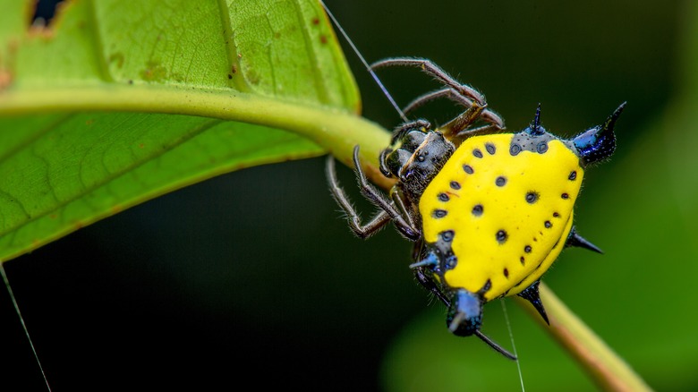 Spiny orb weaver