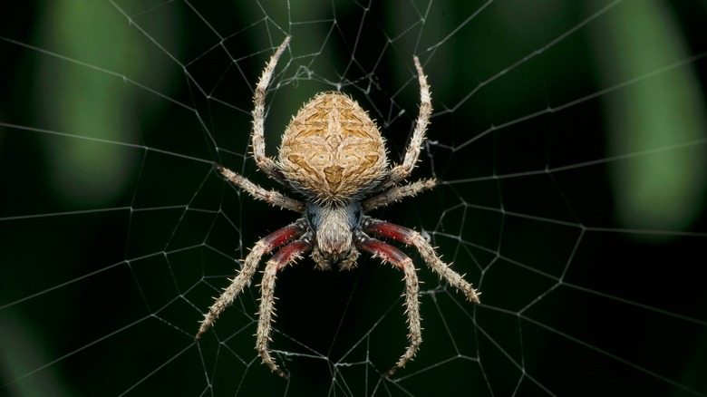 Spotted orb weaver