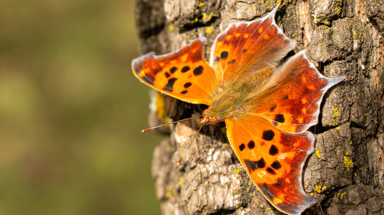 Question Mark butterfly on tree