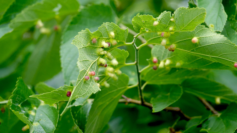 hackberry leaf with gall