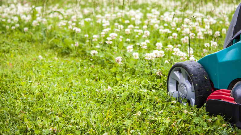 Lawn mower cutting grass and clover