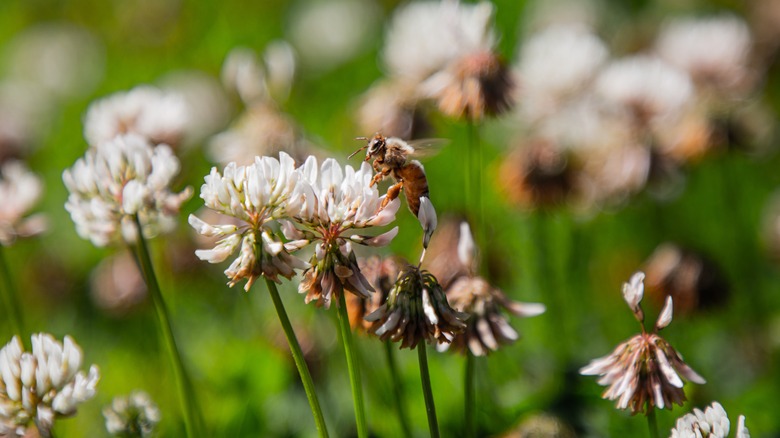 bee on white clover flower