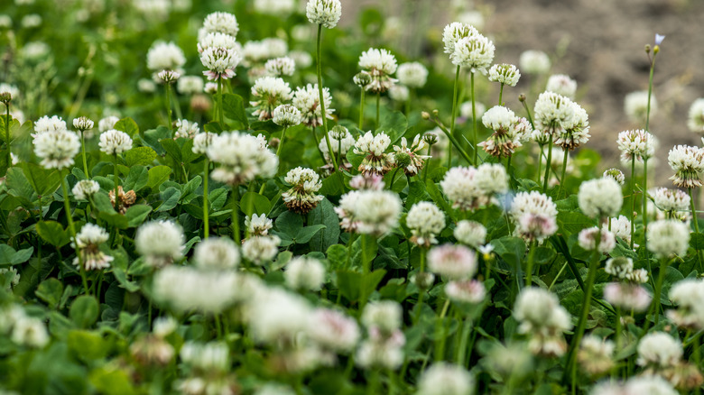 flowering white clover lawn