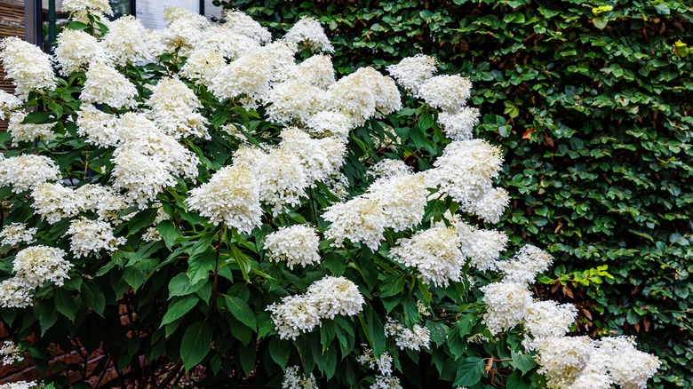 bush of blushing bride hydrangeas