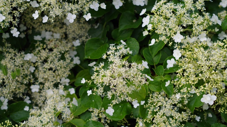 White climbing hydrangea flowers