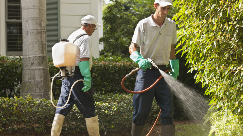 men spraying pesticides