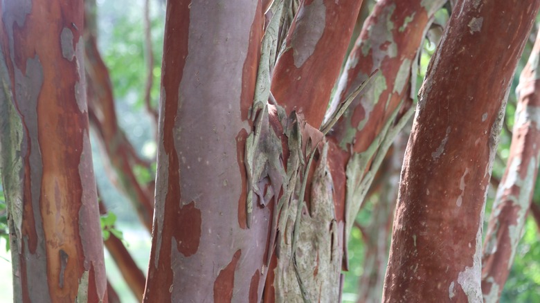 close-up of crepe myrtle bark