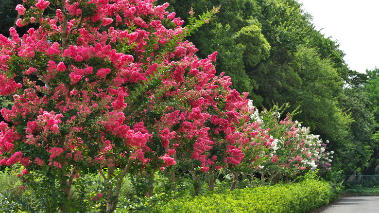 pink and white crepe myrtles