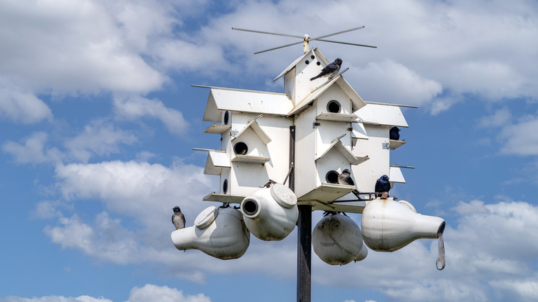 Purple Martin house