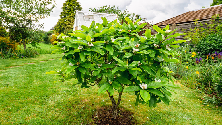 A dwarf mulberry tree in the garden