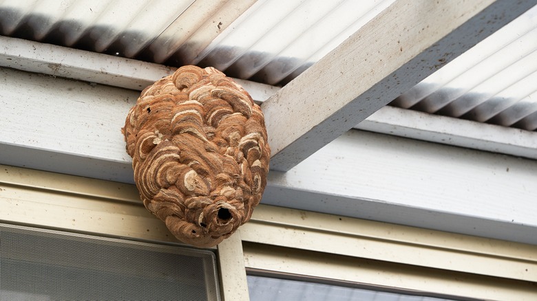 large wasp nest