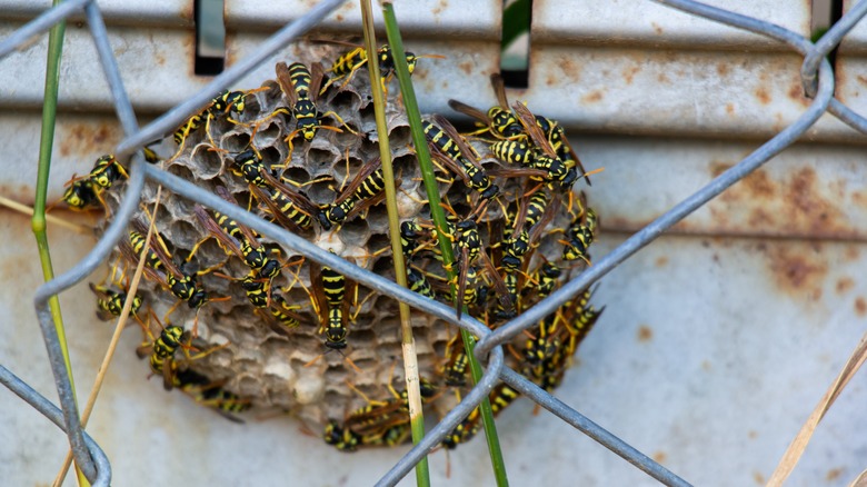 wasps on nest