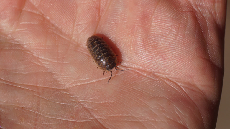 A hand holding a roly-poly bug