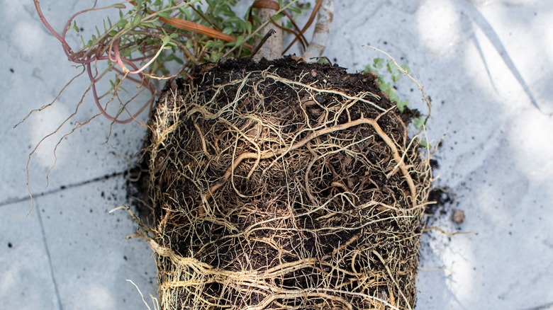 Root bound dracaena