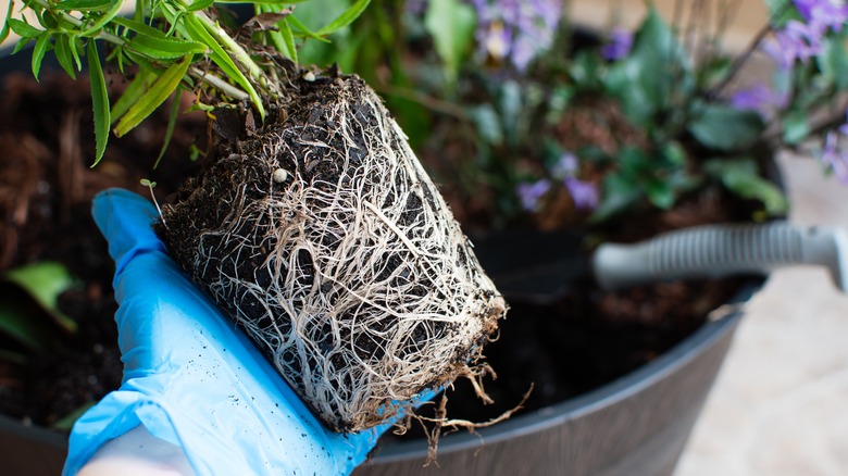 Holding a root-bound plant