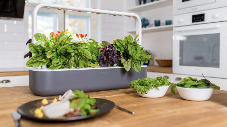 smart garden by click and grow in kitchen