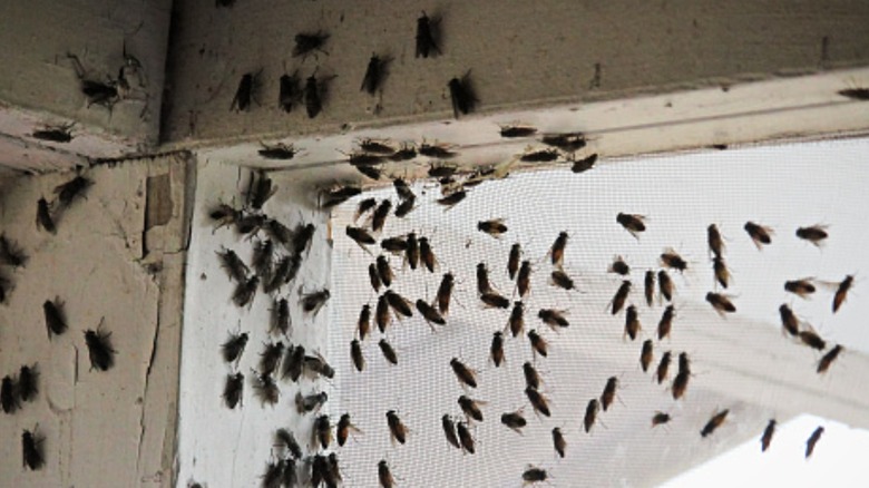 Flies swarming on window screen