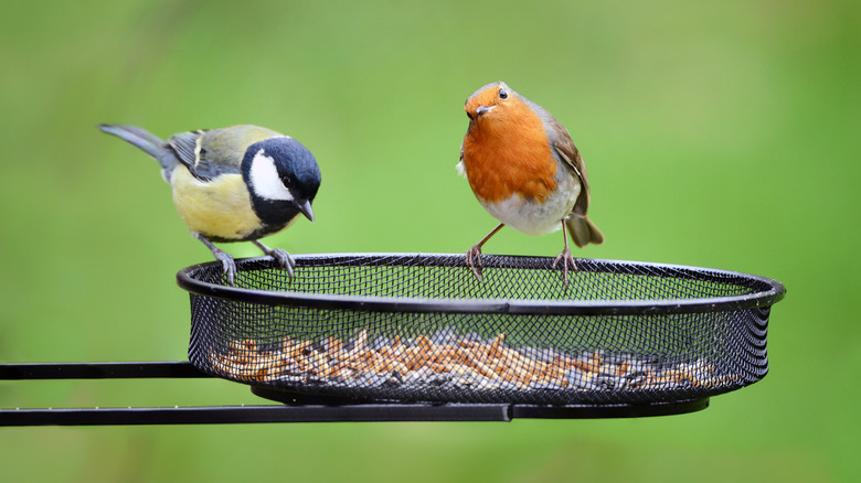 birds on circular tray feeder