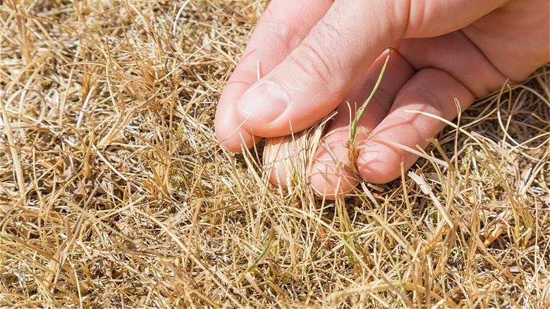 Hand holding dead grass