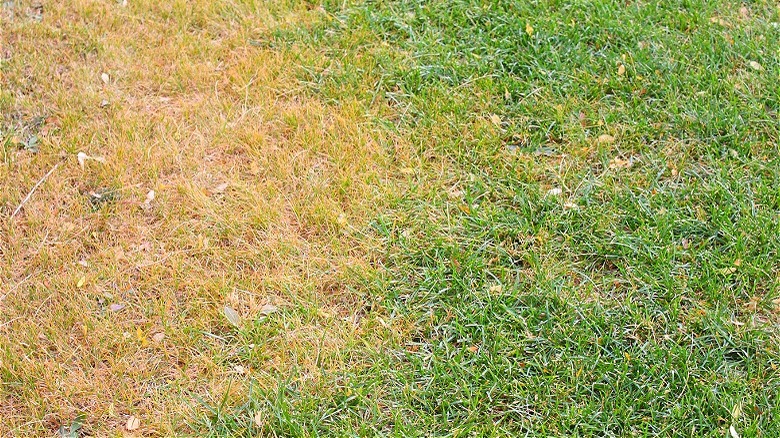 Yellow grass alongside green