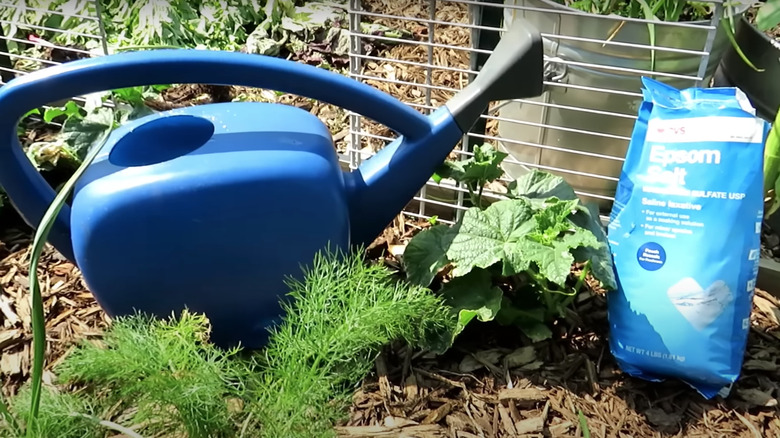 Watering can and Epsom salt