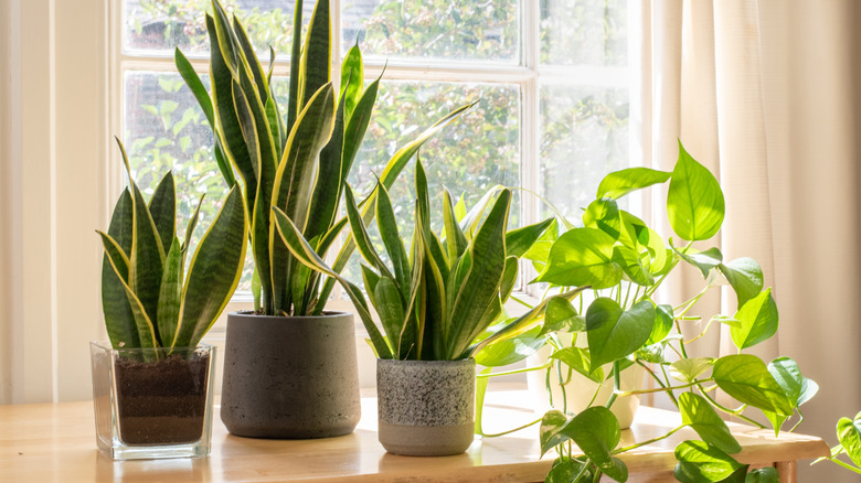 Plants on window ledge