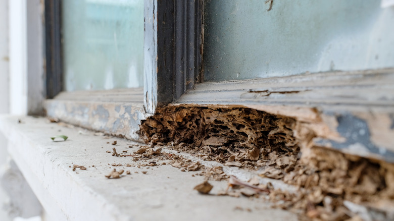 termite damage on window frame