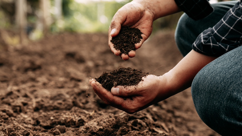 person feeling handful of soil