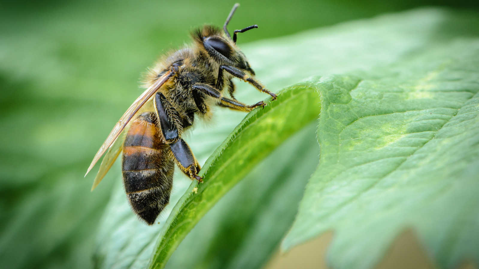 Common honeybee, how to recognize and attract it to the garden