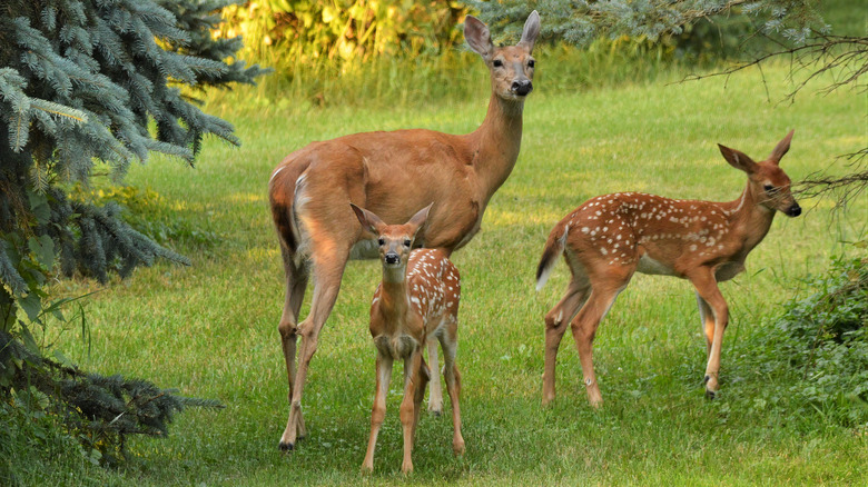 deer in the yard