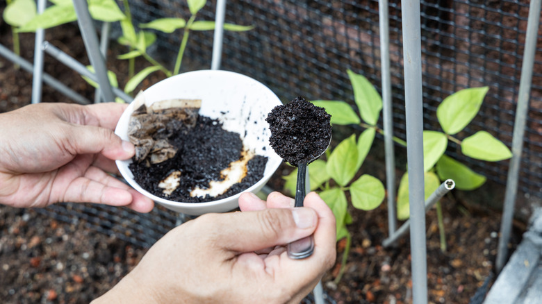 adding coffee grounds to plants in an outdoor garden