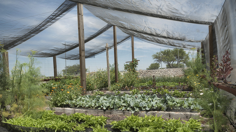 shade cloth over a garden