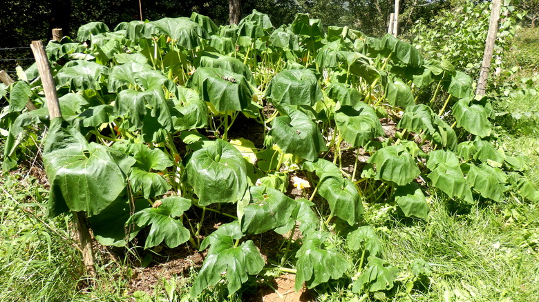 wilted squash plants