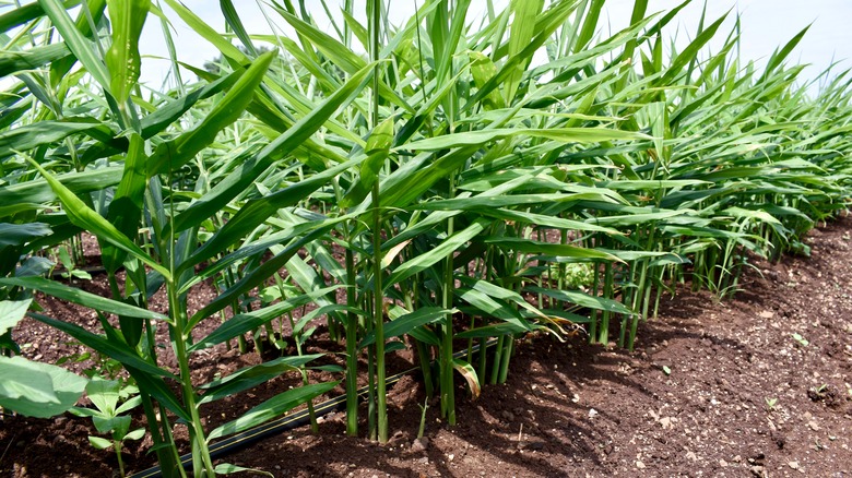 Ginger leaves above soil