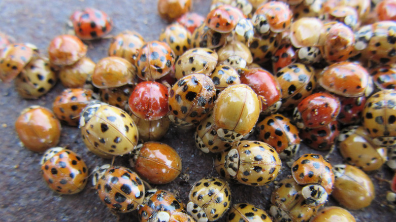 Several red and orange ladybugs