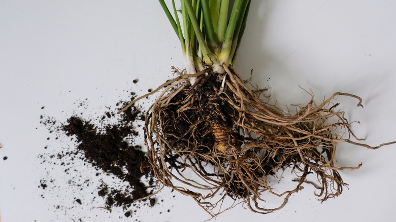 Peace lilies need healthy root systems to thrive.