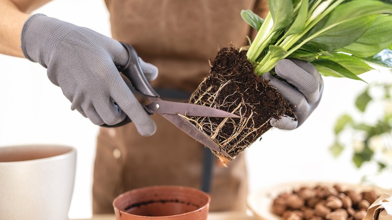 There are few situations in which it's best to remove plant roots.